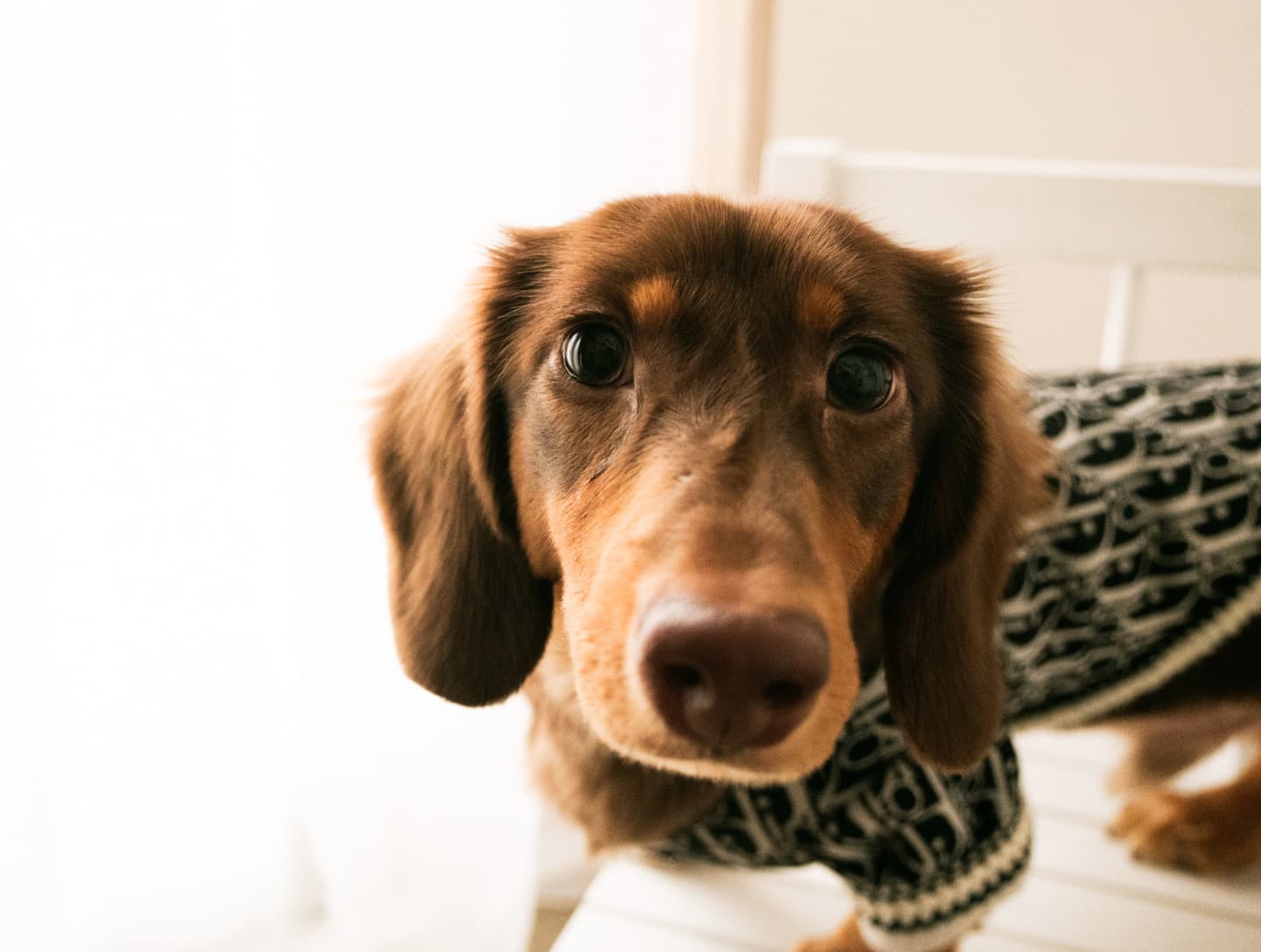 わんこふぉと,dog,dogphoto,ペット