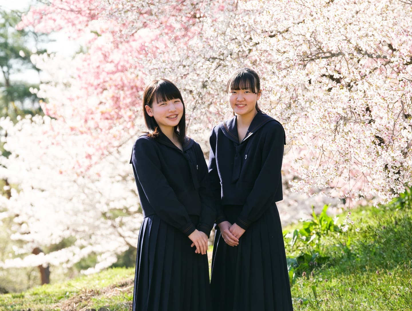 入学桜ロケーションフォト