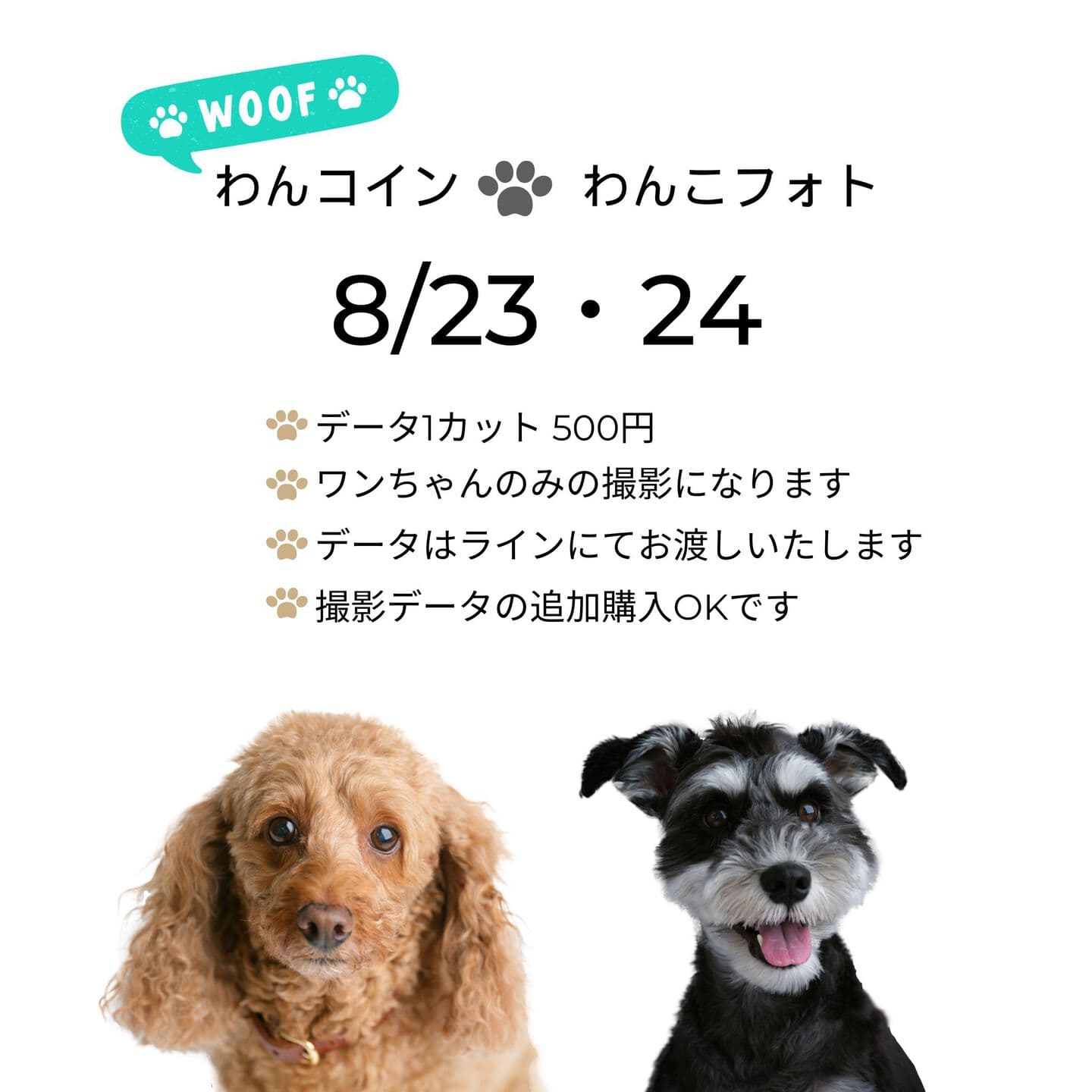 わんコインわんこフォト撮影会