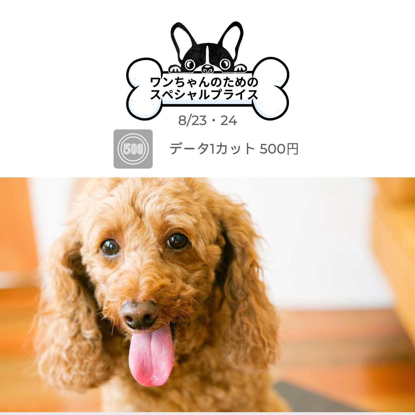 わんこふぉと,dog,dogphoto,ペット