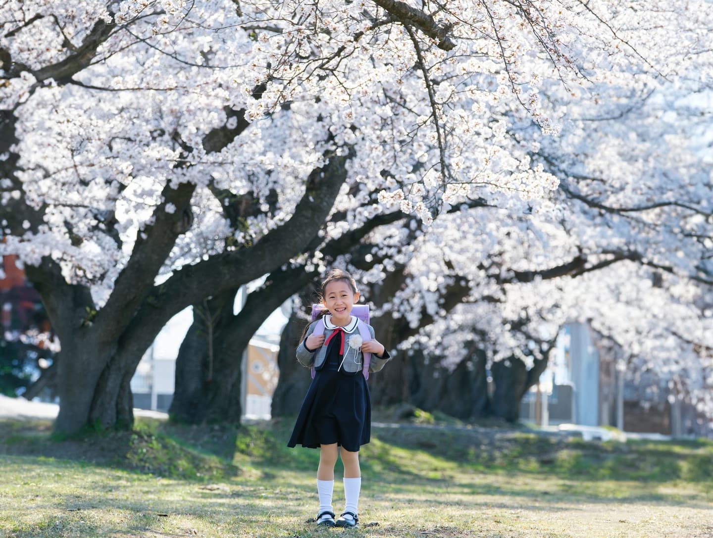 入学桜ロケーションフォト