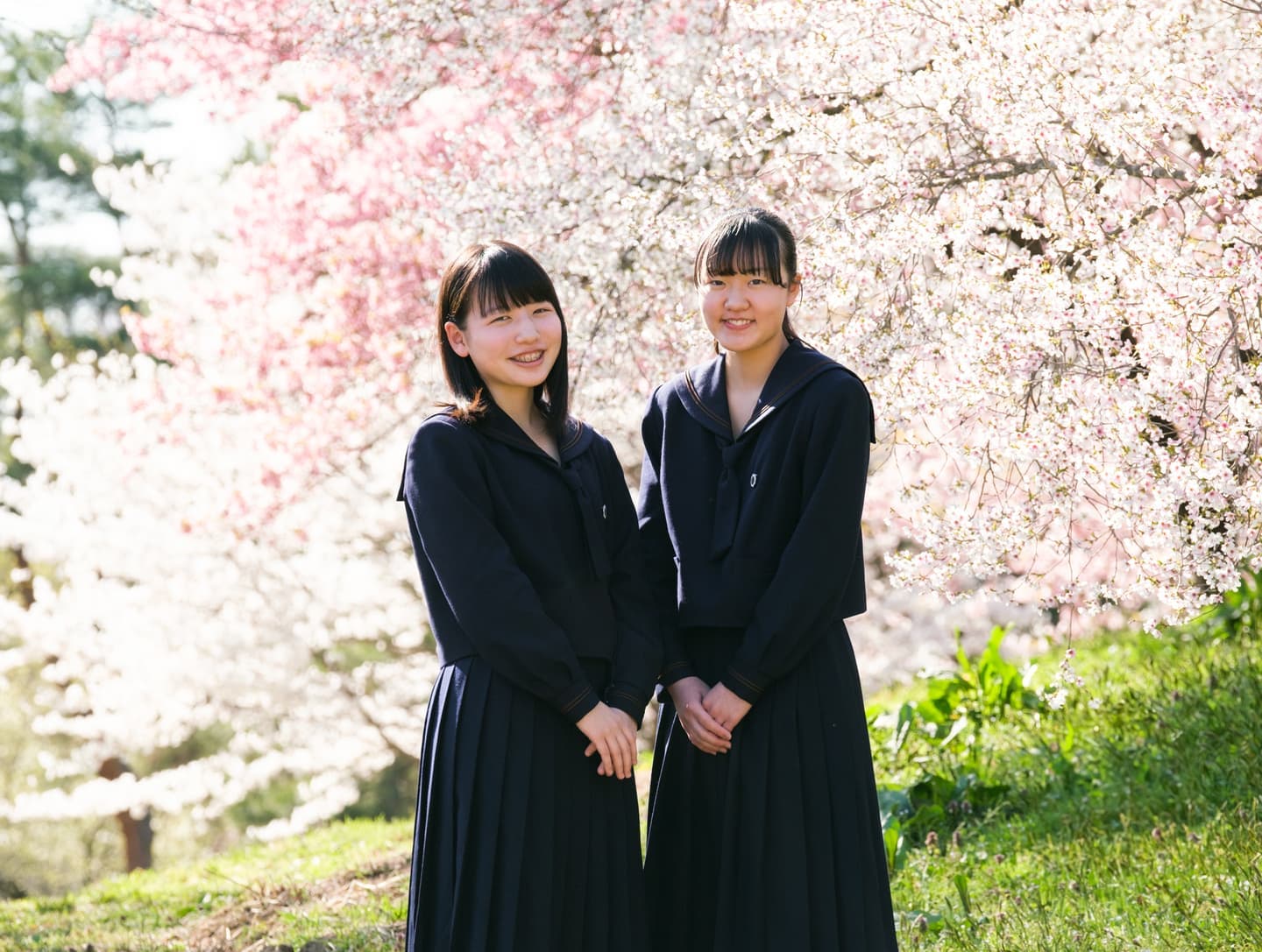 入学桜ロケーションフォト